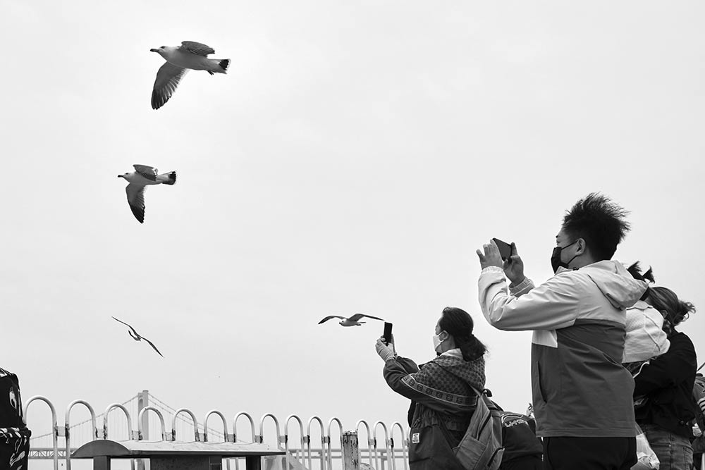 大连星海广场的海鸥