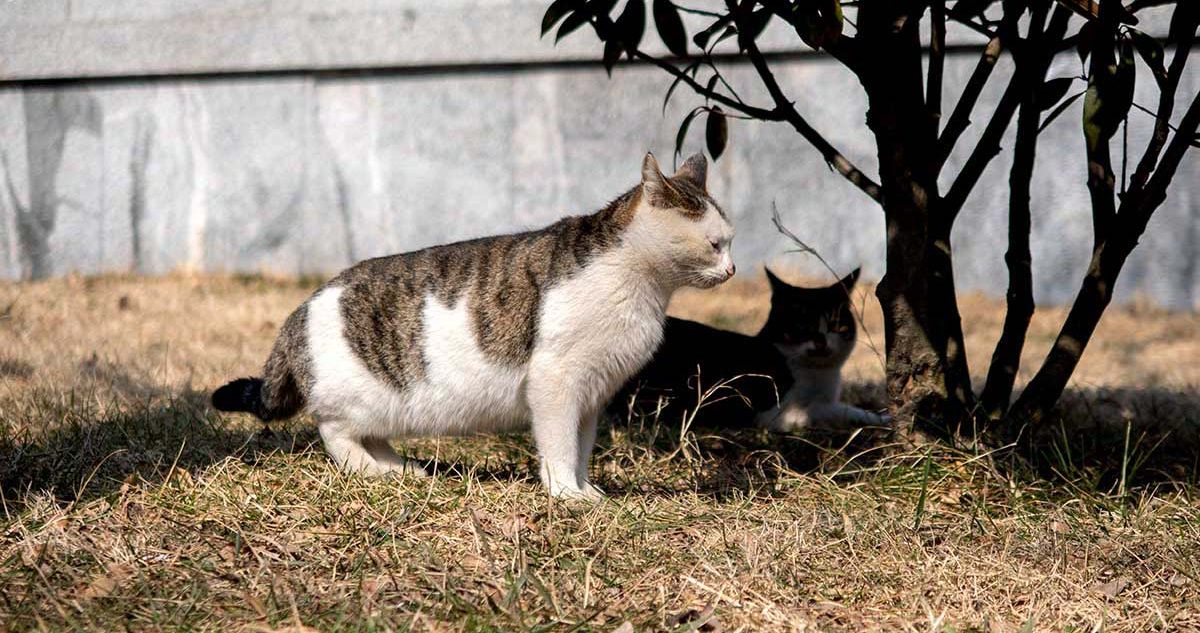 Liugongdao cat
