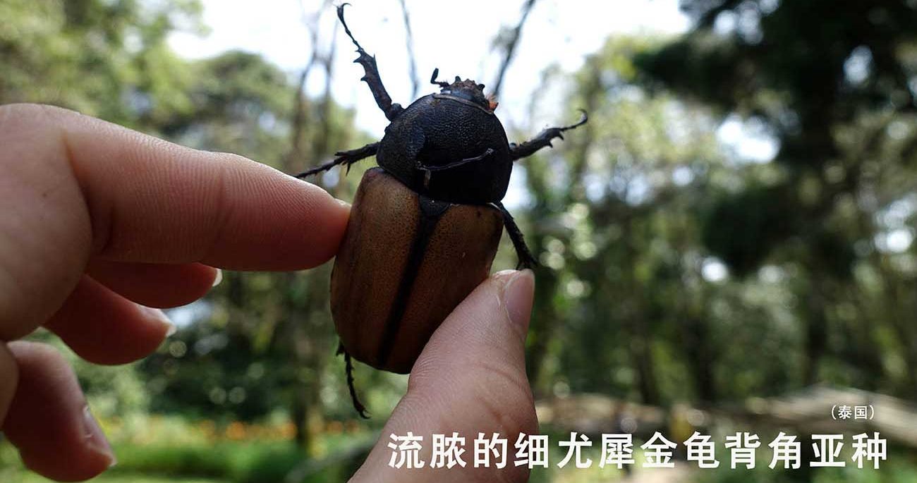 保护野生动物2
