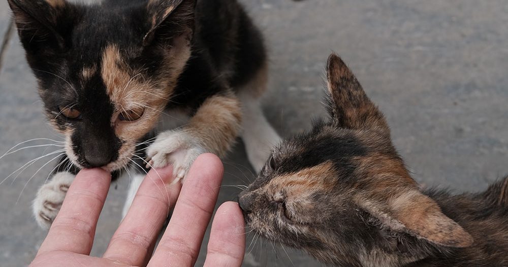 猫咪