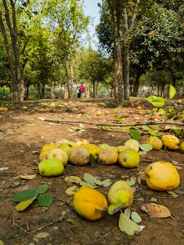 杜邑遗址公园木瓜